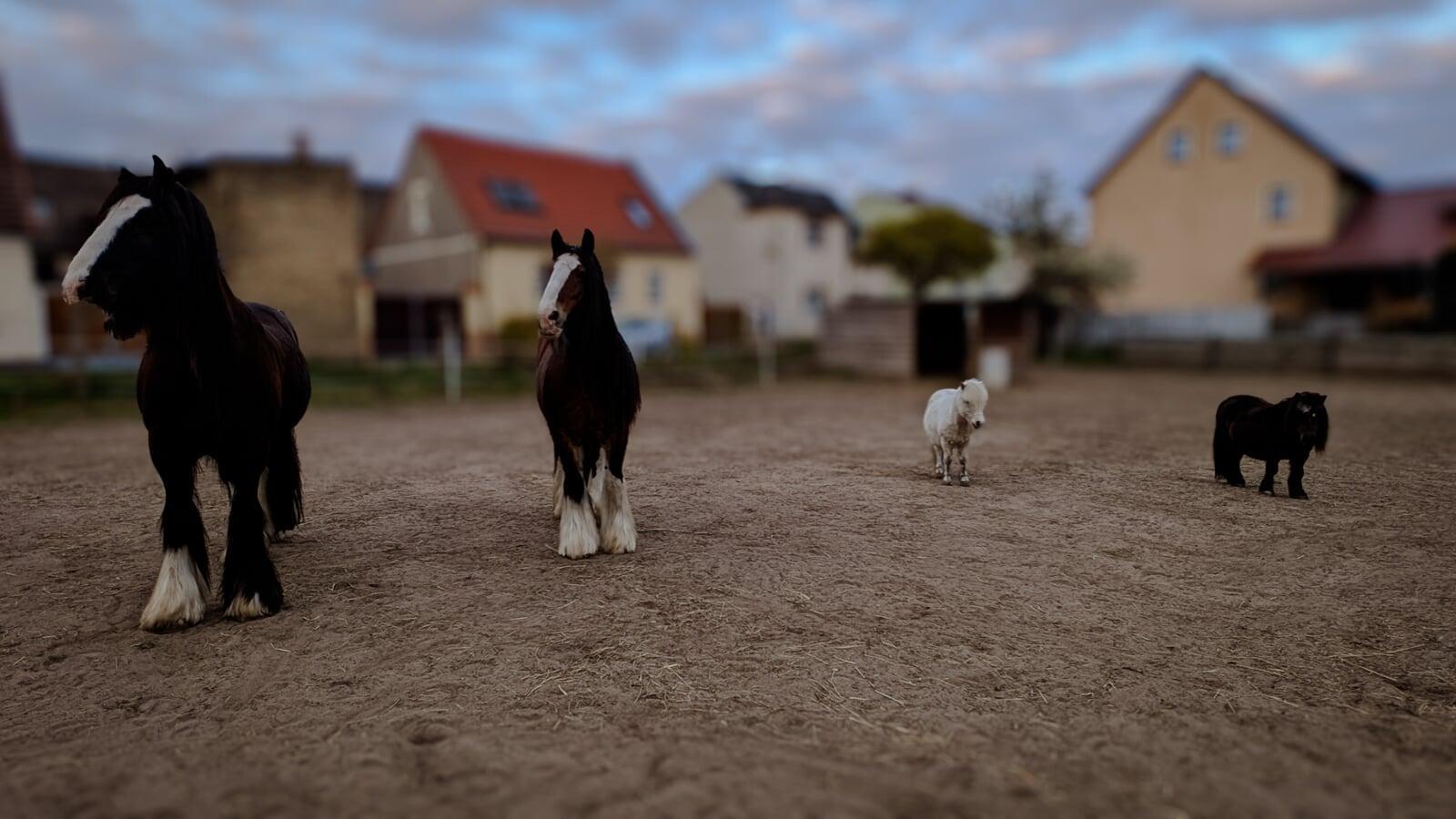Leben auf der COMELI RANCH