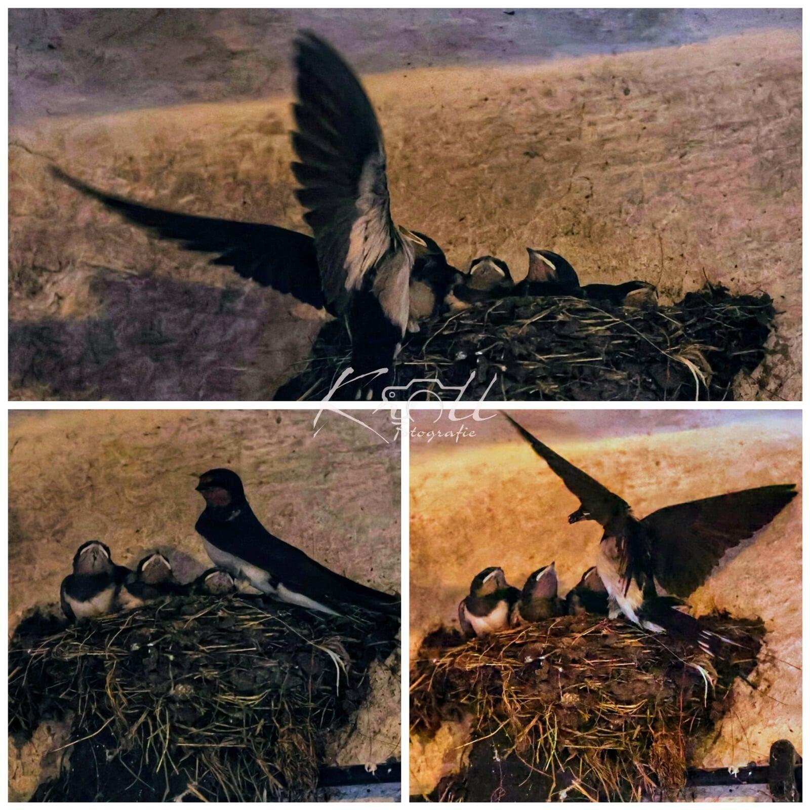 Familie Schwalbe auf unserer COMELI-RANCH 